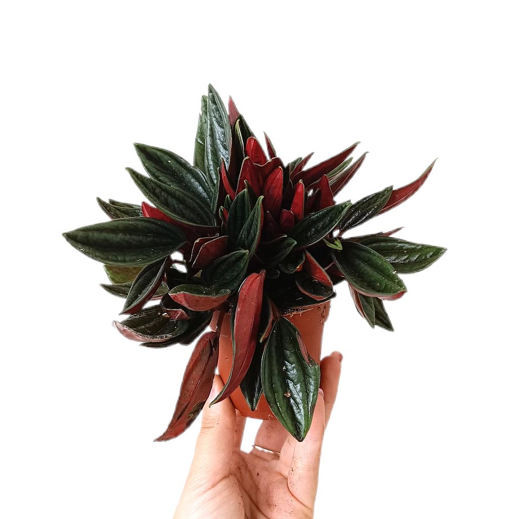 Peperomia Rocca Scuro M7_0