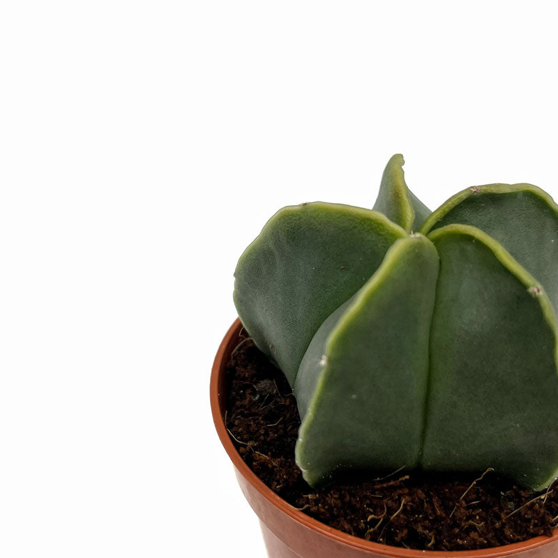 Astrophytum Myriostigma Nudum Cactus Y Suculentas M5,5 cm Ø_2