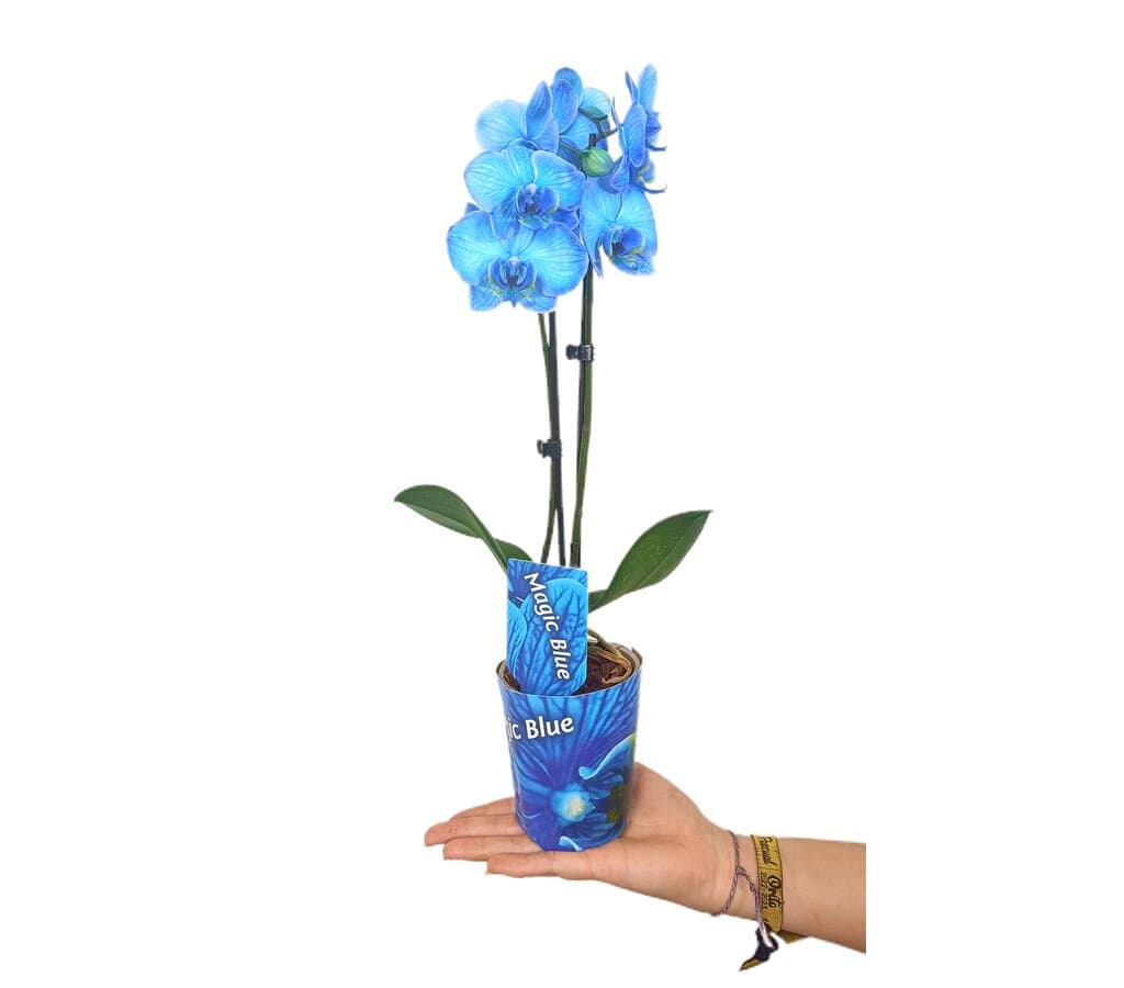 Orquídea Azul Phalaenopsis Royal Blue M9_0