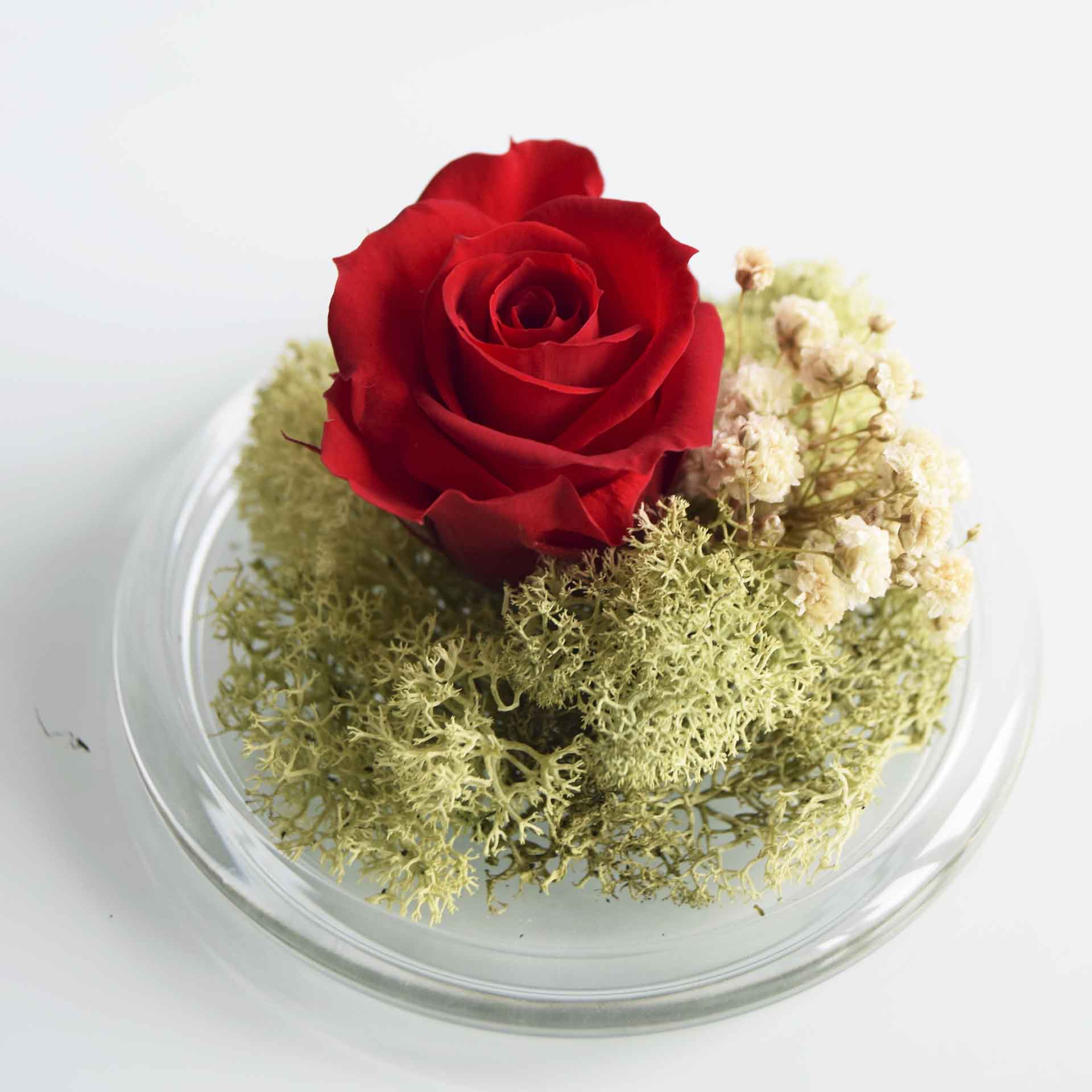 Rosa Eterna - Minicúpula Roja_1