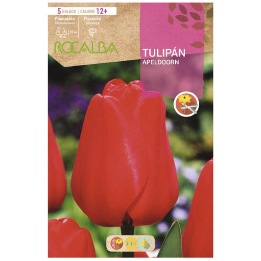 Bulbo de Tulipa Apeldoorn Laranja Vermelho 5 unidades Rocalba