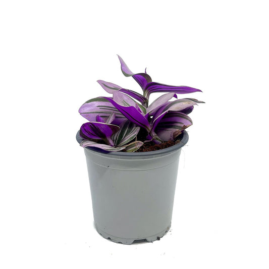 Tradescantia Nanouk Cactus Y Suculentas M11 cm Ø_0