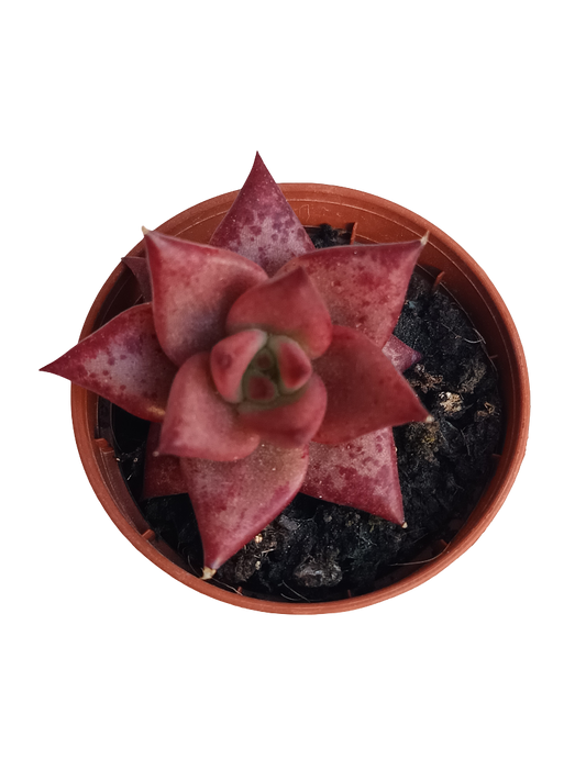 Echeveria Roja Rubin Planta Suculenta Ø5_0