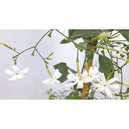 Jasminum Azoricum 180cm M20 (jazmín De Las Azores)_1