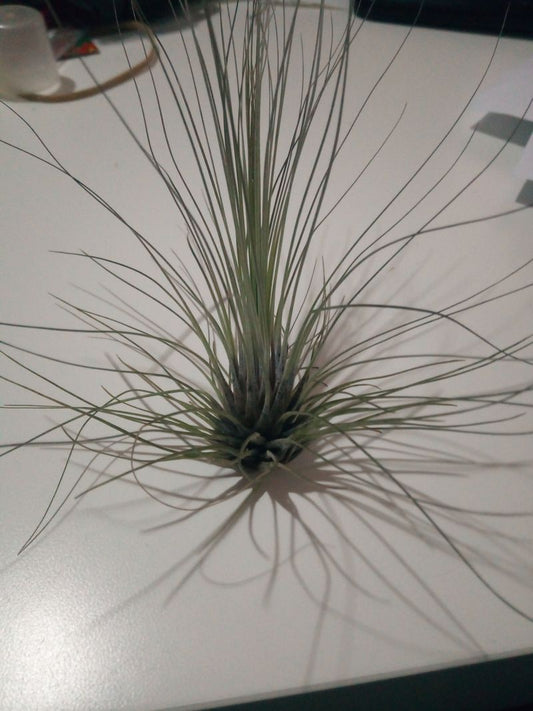 Tillandsia Filifolia Clavel Del Aire Tillandsias_0