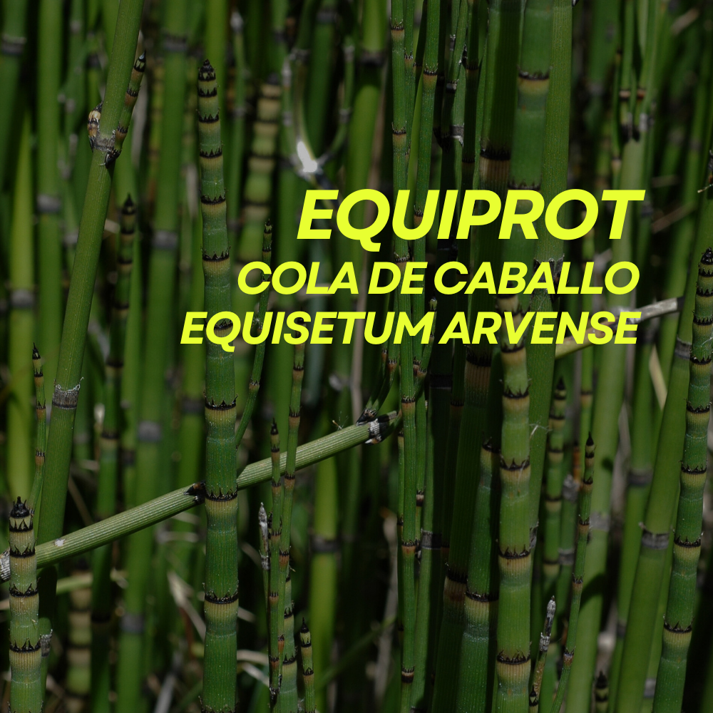 Fortificante ecológico de cola de caballo para plantas Equiprot Prot-Eco (100 ml)+pipeta dosificadora 5ml gratis_1