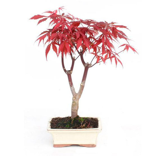 Bonsai Acer palmatum atropurpureum 7 anos