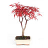 Bonsai Acer palmatum atropurpureum 7 anos
