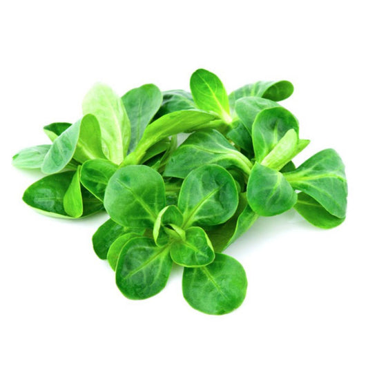 Muda de alface-de-cordeiro em vaso de 11 cm