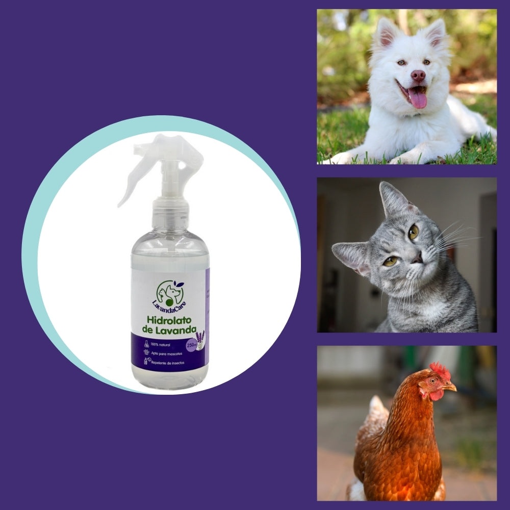 Hidrolato de Lavanda – Agua Aromática Natural para Limpieza, Relajación y Protección de Tus Mascotas - 250 ml_3