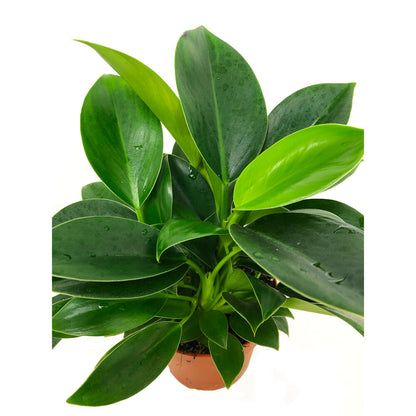 Filodendro Philodendron Green Princes M12 35cm_1