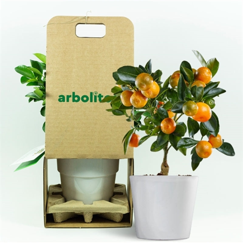 Calamondin - Naranjo Enano - Cítricos Comestibles - Maceta Cerámica - Planta Viva_1