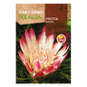 Sementes de Protea Repens, Rocalba