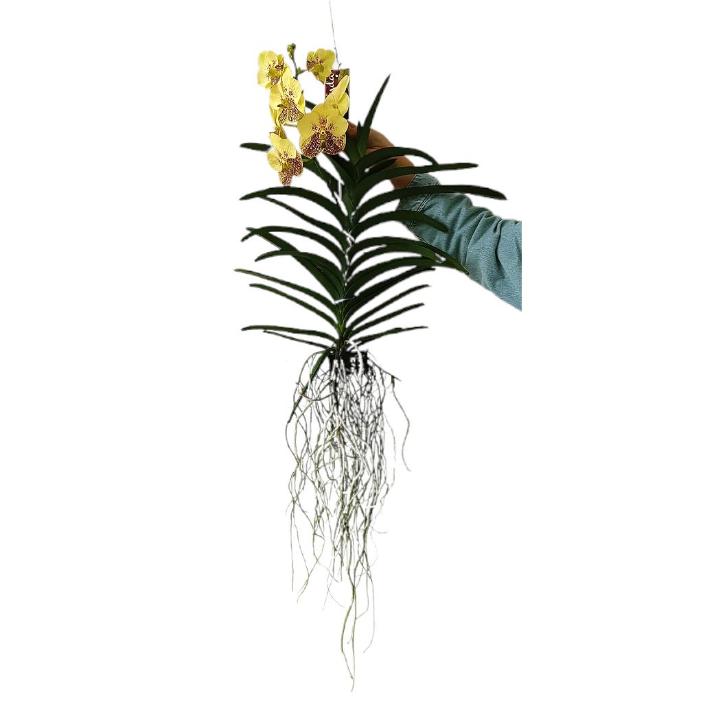 Vanda Yellow Henna_0