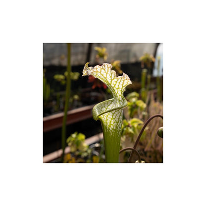 Vaso com Sarracenia e Dionaea Pacote de plantas carnívoras