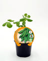 Plântula de Ervilha Mata Baja Onward Em Vaso 10,5 Cm. Natural - Fitoralia