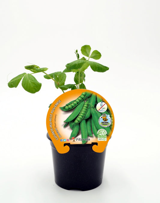 Plantón Guisante Mata Baja Onward En Maceta 10,5 Cm. Natural - Fitoralia_0