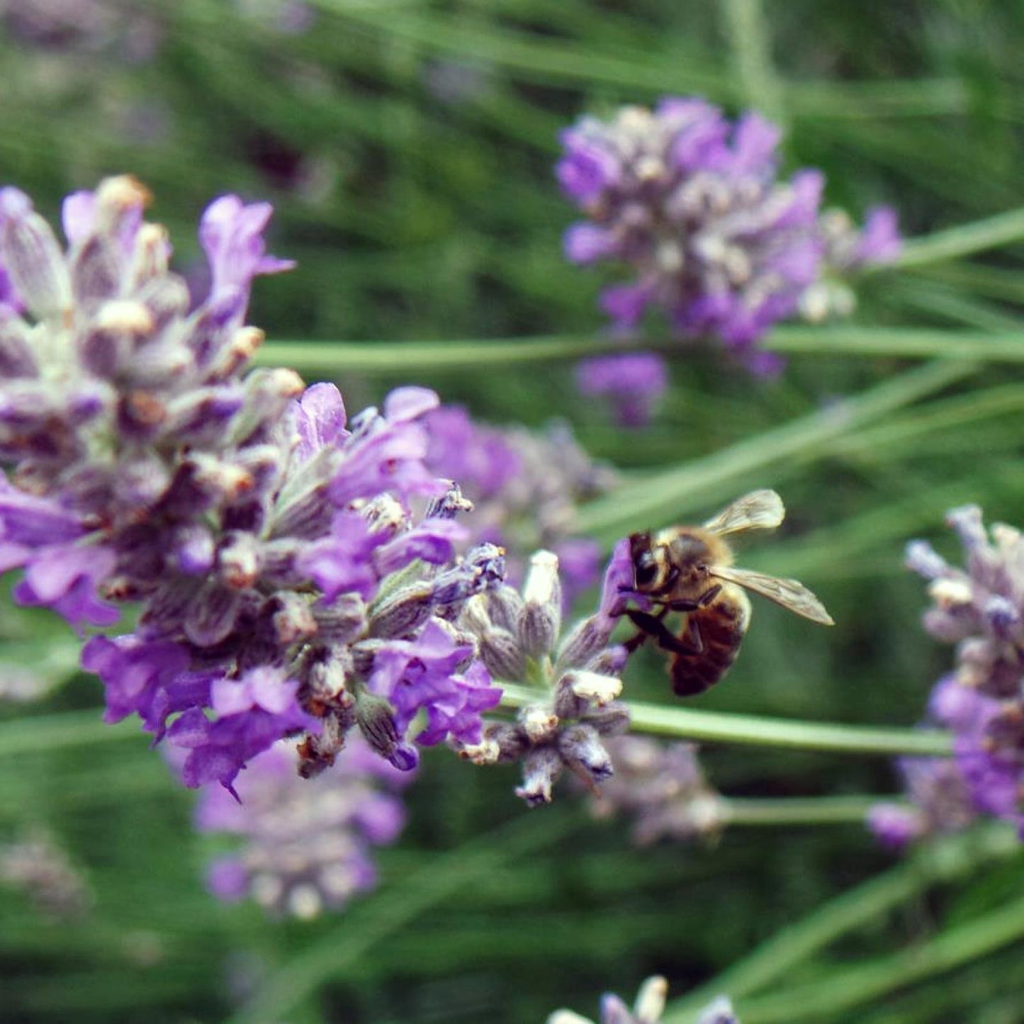 Mel de Lavanda Biológico, Bona Mel