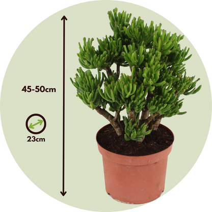 Árbol De Jade - Crassula Ovata 'hobbit' - Altura 45-50cm - ⌀23cm_2