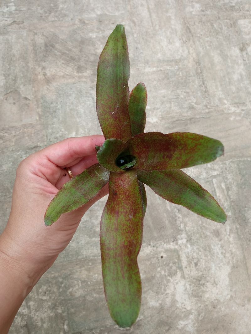 Bromelia Sp5 Plantas Para Terrarios Y Jardin_0