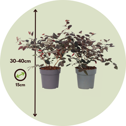 Flor Roja Eterna - 2 Pzs - Loropetalum 'fire Dance' - Altura 30-40cm - ⌀15cm_2
