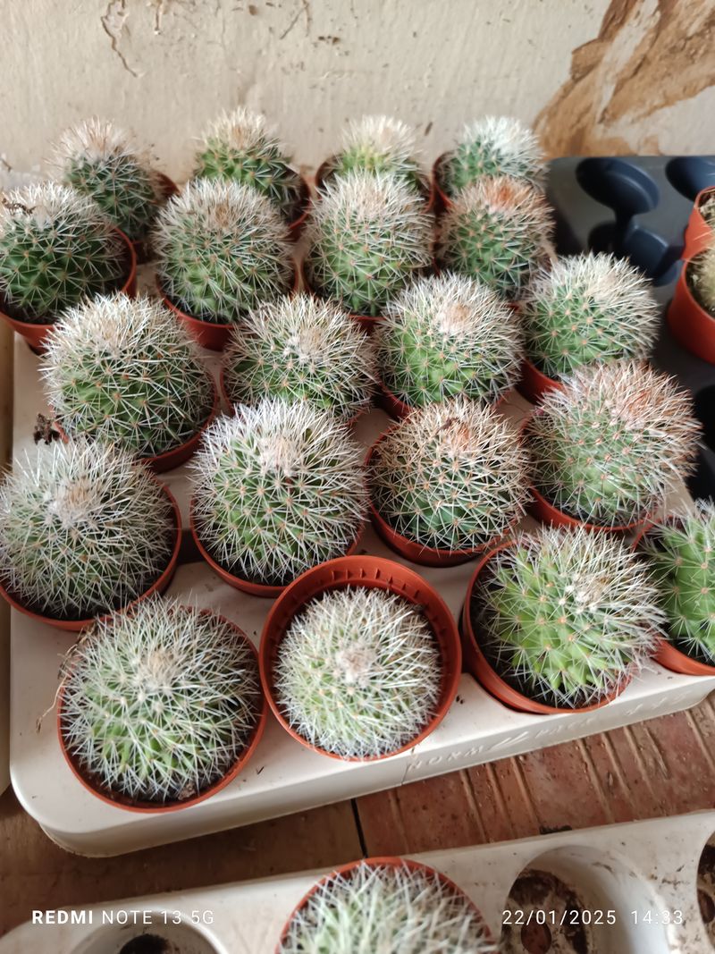 Mammillaria Hahniana Cactus Ø 5 Cm_0