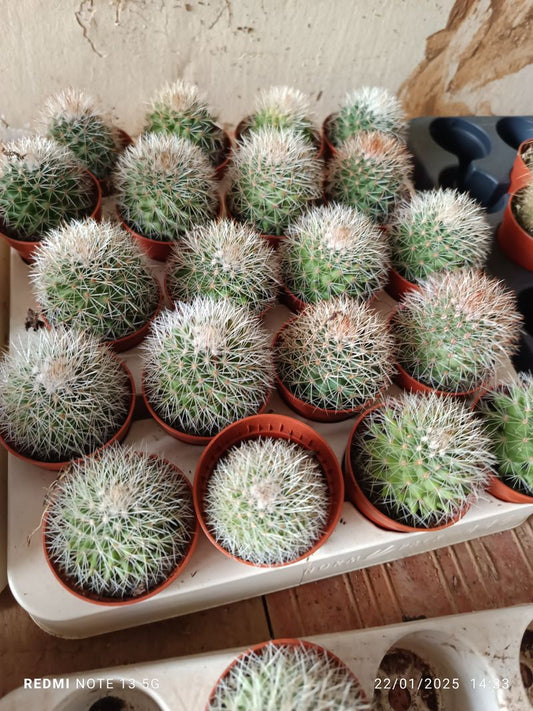 Mammillaria Hahniana Cactus Ø 5 Cm_0