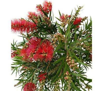 Callistemon Copa Mini Red M25 130-150cm_1
