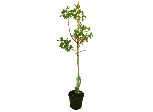 Pistacho Hembra M30 150-170cm_0