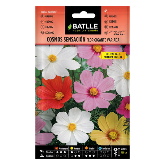 Sementes de Cosmos Batlle Giant Flower Sensation