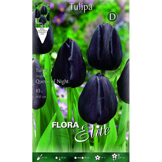 Bolbos de tulipa preta Elite 10 unidades