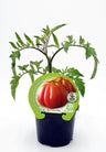 Plantão De Tomate Coração-de-boi Em Vaso 10,5 Cm. Natural - Fitoralia