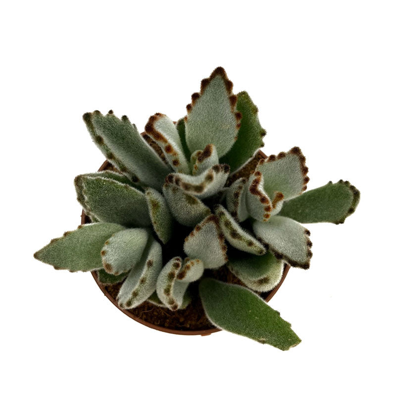 Kalanchoe Tomentosa Cactus Y Suculentas M8,5 cm Ø_1