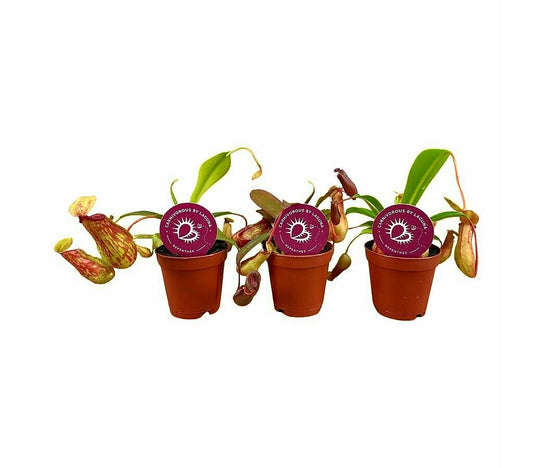 Nepenthes Mix M6 (unidad)_0