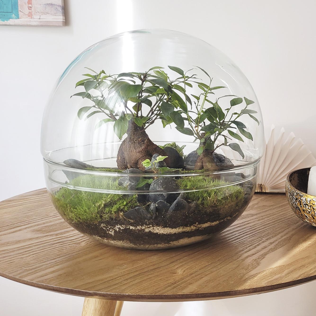 Borneo Terra Ficus Retusa Terrário Ø28 x 28 cm