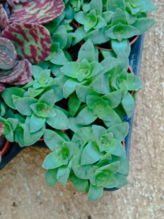 Crassula Lactea Planta Suculenta 5 Cms_0