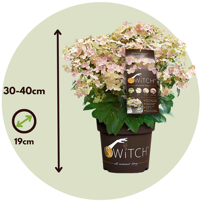 Hortensia - Hydrangea Paniculata '(s)witch Ophelia' - Altura 30-40cm - ⌀19cm_2