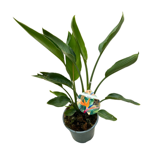 Strelitzia Reginae Planta De Jardín (ave Del Paraíso) Maceta 17cm_0