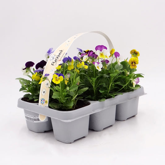 Pack Plantones Violeta Multicolor 6 Ud.  Natural - Fitoralia_0