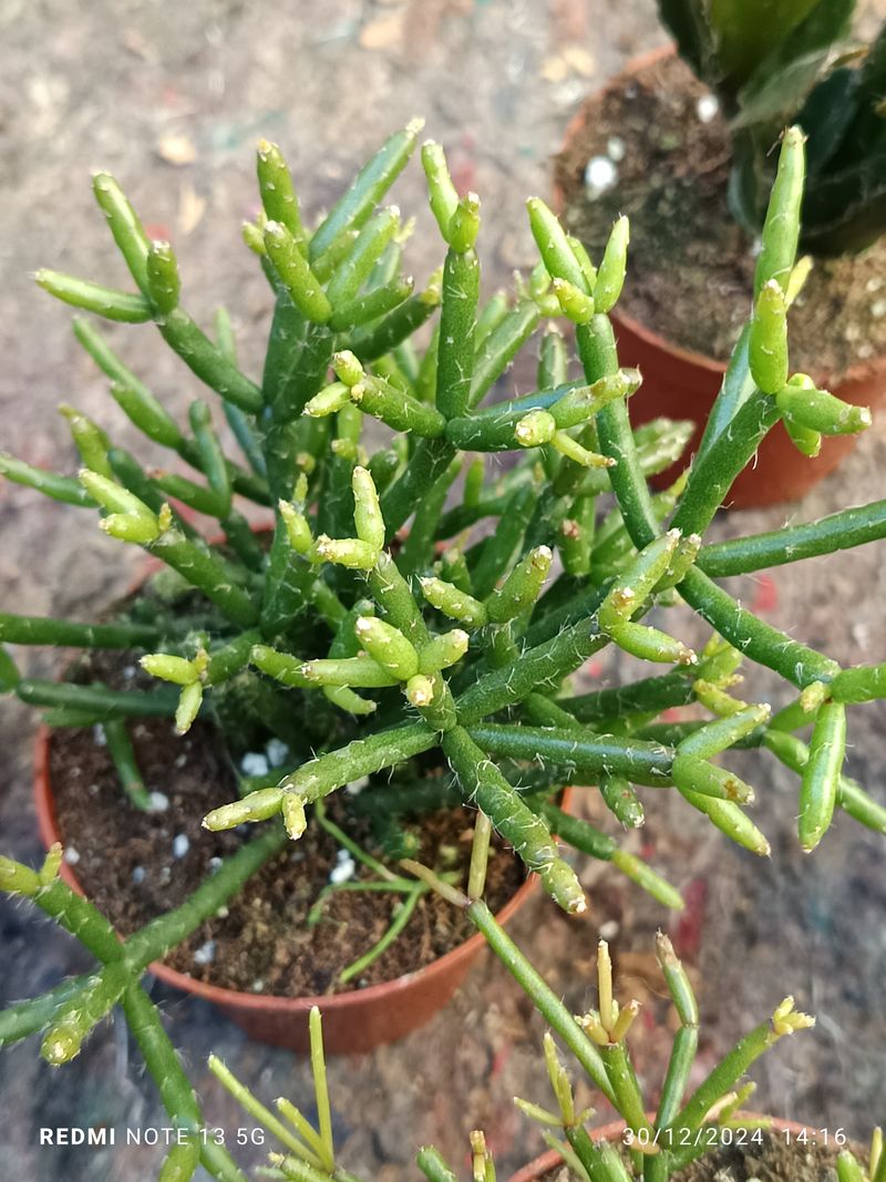 Rhipsalis Pilocarpa Planta Colgante De Interior_0
