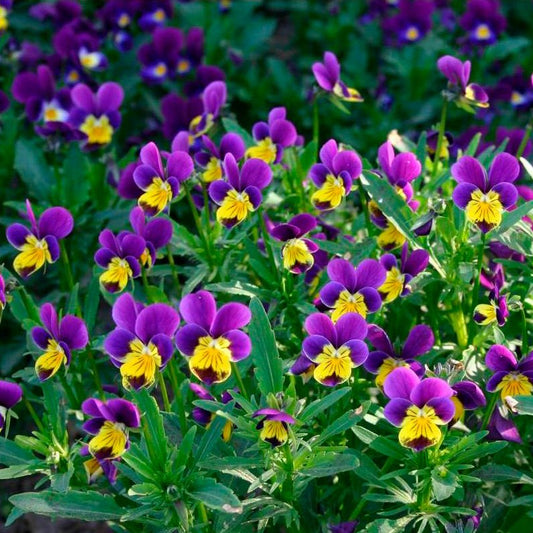 Semillas Pensamiento Ecológicas