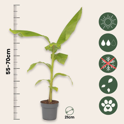 Platanera - Musa Basjoo - Altura 55-70cm - ⌀21cm_2