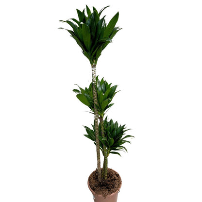 Dracena Compacta - La Planta Perfecta Para Espacios Con Poca Luz Y Bajo Mantenimiento Maceta 22cm 3 Troncos 90/60/30_0