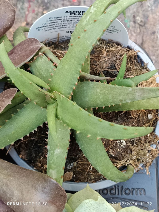 Cactus Y Suculenta Planta Grande Ø13 ☼ Ref009_0