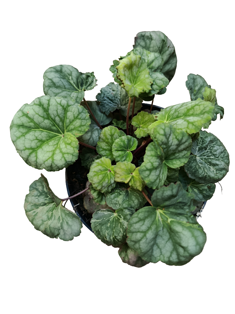 Heuchera Verde Planta De Interior Muy Resistente Ø12_0