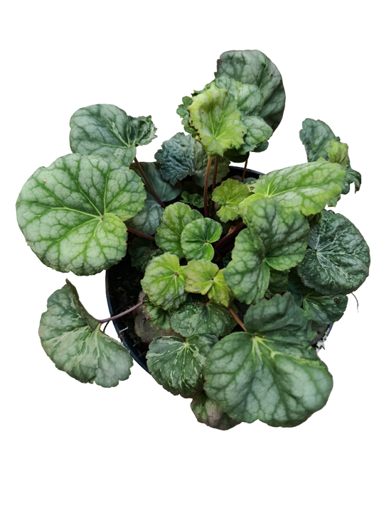 Heuchera Verde Planta De Interior Muy Resistente Ø12_0