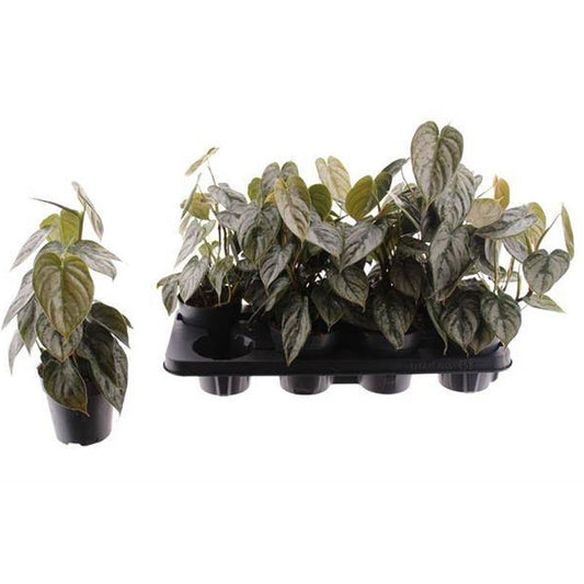 Philodendro Brandtianum Planta De Interior Ø12_0