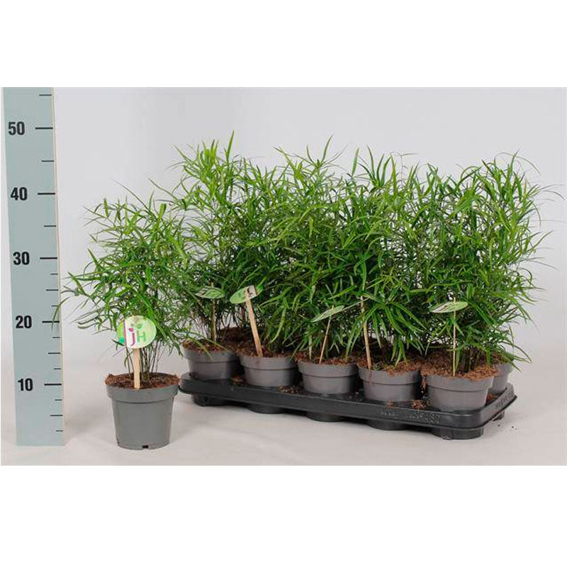 Aspargarus Falcatus Planta De Interior Ø12 -1  Und_0