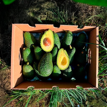 Caja 3kg De Aguacates Hass Ecológicos Tropitop_1