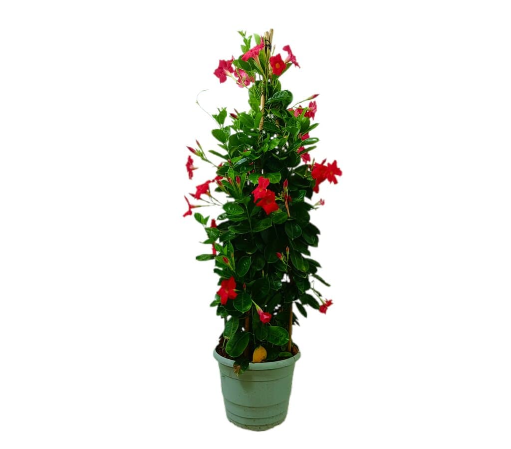 Dipladenia Piramide M24 120cm_0